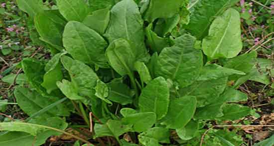 ترشک برای لاغری و فواید مصرف ترشک برای لاغری و چربی سوزی بدن ترشک برای لاغری ؛ فواید مصرف ترشک برای لاغری و چربی سوزی بدن