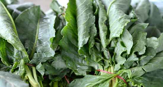 ترشک برای چی خوبه و خاصیت گیاه ترشک برای بدن چیست ترشک برای چی خوبه ؛ خاصیت گیاه ترشک برای بدن چیست