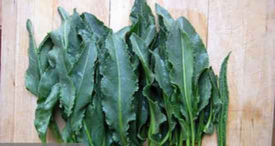 ترشک برای یبوست و خاصیت خوردن دمنوش ترشک برای درمان یبوست ترشک برای یبوست ؛ خاصیت خوردن دمنوش ترشک برای درمان یبوست