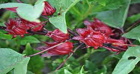 ترشک در بارداری و ایا گیاه ترش در دوران بارداری زنان مفید است ترشک در بارداری ؛ ایا گیاه ترش در دوران بارداری زنان مفید است