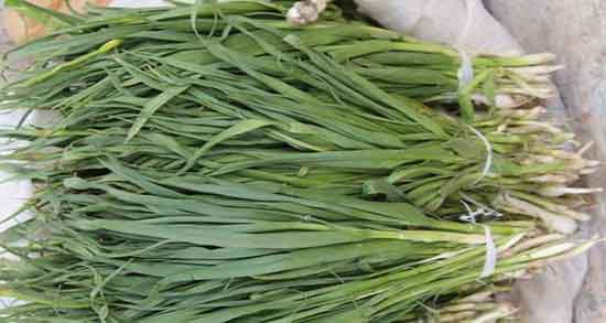 تره برای سگ ؛ ایا مصرف تره برای سگ مفید است یا مضره تره برای سگ ؛ ایا مصرف تره برای سگ مفید است یا مضره