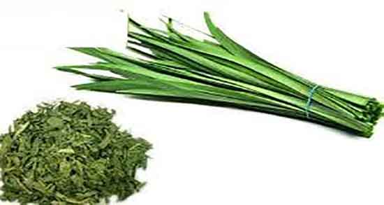 تره برای چی خوبه و ایا تره برای بیماری های پوستی مفیده یا مضر تره برای چی خوبه ؛ ایا تره برای بیماری های پوستی مفیده یا مضر