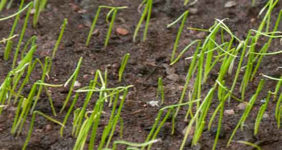 تره برای یبوست و اب تره برای بیماری یبوست خوب است یا نه تره برای یبوست ؛ اب تره برای بیماری یبوست خوب است یا نه