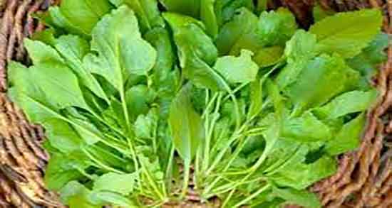 تره تیزک در بارداری و خاصیت مصرف تره تیزک در دوران بارداری زنان تره تیزک در بارداری ؛ خاصیت مصرف تره تیزک در دوران بارداری زنان