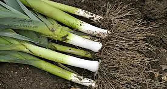 تره فرنگی برای بواسیر و خواص تره فرنگی کوهی برای بواسیر انسان تره فرنگی برای بواسیر ؛ خواص تره فرنگی کوهی برای بواسیر انسان