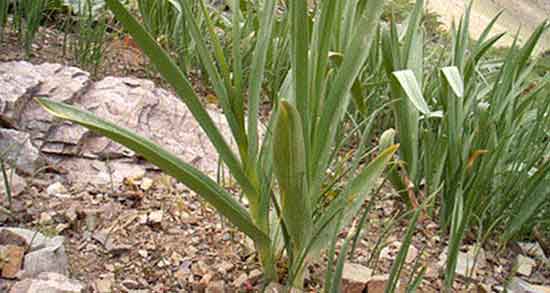 تره فرنگی برای یبوست و خوردن تره فرنگی برای درمان یبوست تره فرنگی برای یبوست ؛ خوردن تره فرنگی برای درمان یبوست