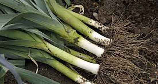 تره فرنگی در طب سنتی و خاصیت تره فرنگی از نظر طب سنتی تره فرنگی در طب سنتی ؛ خاصیت تره فرنگی از نظر طب سنتی