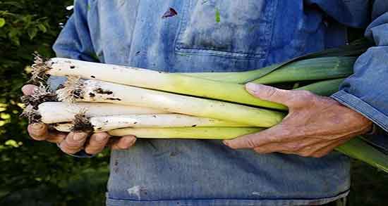 تره فرنگی و پیازچه و ترکیب تره فرنگی و پیازچه برای سوپ تره تره فرنگی و پیازچه ؛ ترکیب تره فرنگی و پیازچه برای سوپ تره