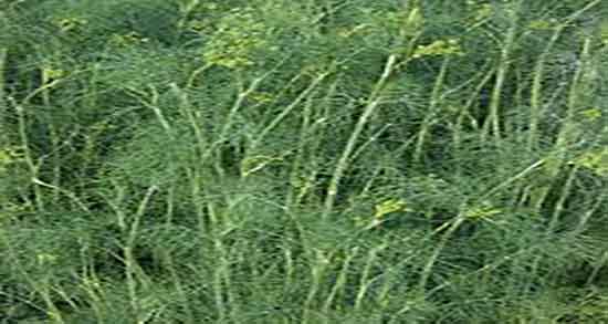 ترکیبات شوید ؛ دستور ترکیبات شوید با جعفری برای انواع غذا ها ترکیبات شوید ؛ دستور ترکیبات شوید با جعفری برای انواع غذا ها