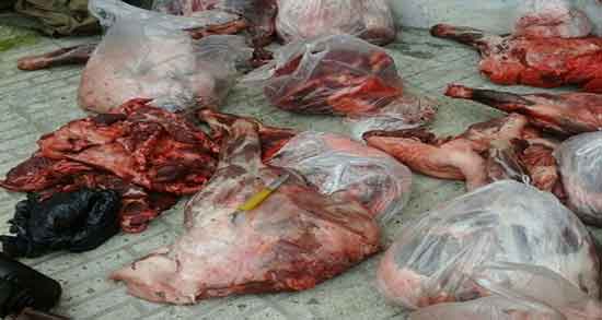 تصاویر گوشت گراز و عکس هایی از گوشت گراز تصاویر گوشت گراز ؛ عکس هایی از گوشت گراز