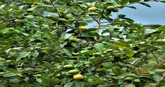 تصویر درخت گواوا و همه چیز درباره درخت گواوا و شرایط رشد این درخت تصویر درخت گواوا ؛ همه چیز درباره درخت گواوا و شرایط رشد این درخت