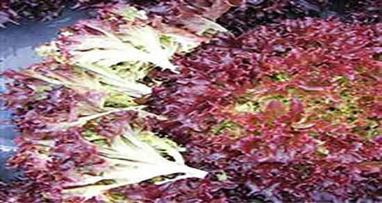 تلخی کاهو فرانسوی ؛ چرا کاهو فرانسوی را میکاریم تلخ میشود تلخی کاهو فرانسوی ؛ چرا کاهو فرانسوی را میکاریم تلخ میشود