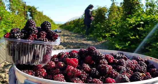 تمشک برای بارداری و داشتن زایمانی آسان با خوردن تمشک تمشک برای بارداری ؛ داشتن زایمانی آسان با خوردن تمشک