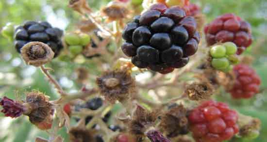 تمشک برای لاغری و تاثیر خوردن تمشک برای جلوگیری از پرخوری تمشک برای لاغری ؛ تاثیر خوردن تمشک برای جلوگیری از پرخوری