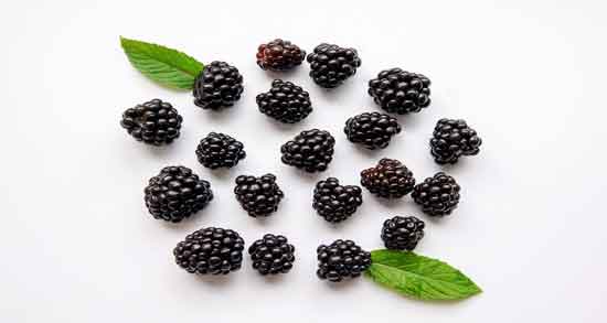 تمشک در دوران بارداری و بهبود رشد جنین با مصرف تمشک در بارداری تمشک در دوران بارداری ؛ بهبود رشد جنین با مصرف تمشک در بارداری