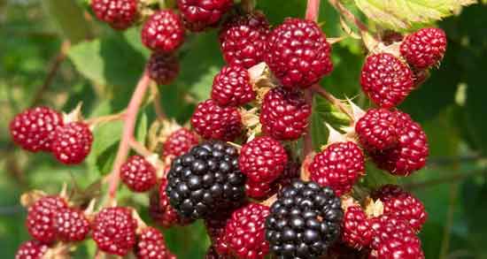 تمشک در چه فصلی است و در کدام فصل تمشک برداشته می شود تمشک در چه فصلی است ؛ در کدام فصل تمشک برداشته می شود