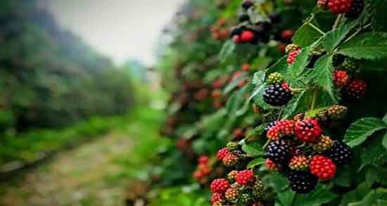 تمشک در کجا میروید و در چه مناطقی تمشک رشد می کند؟ تمشک در کجا میروید ؛ در چه مناطقی تمشک رشد می کند؟