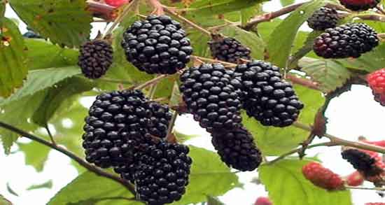 تمشک و دیابت و فواید خوردن تمشک برای کاهش و تنظیم قند خون تمشک و دیابت ؛ فواید خوردن تمشک برای کاهش و تنظیم قند خون