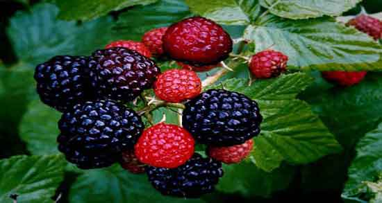 تمشک و سنگ کلیه و تاثیر خوردن تمشک برای از بین بردن سنگ کلیه تمشک و سنگ کلیه ؛ تاثیر خوردن تمشک برای از بین بردن سنگ کلیه