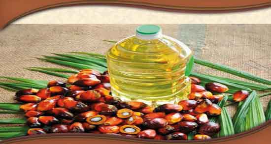 تهیه روغن هسته خرما در منزل و طرز تهیه روغن هسته خرما در خانه تهیه روغن هسته خرما در منزل ؛ طرز تهیه روغن هسته خرما در خانه