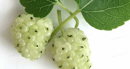 توت سفید چه خاصیتی دارد و درمان استرس و اضطراب و افسردگی با توت سفید توت سفید چه خاصیتی دارد ؛ درمان استرس، اضطراب و افسردگی با توت سفید