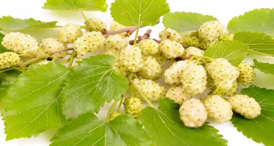 توت سفید چه طبعی دارد و طبعیت توت سفید چگونه است توت سفید چه طبعی دارد ؛ طبعیت توت سفید چگونه است