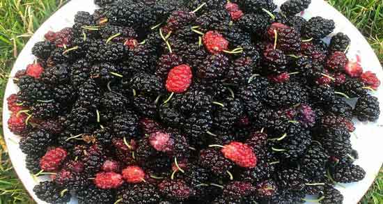 توت سیاه برای دیابتی ها ؛ همه چیز درباره خواص و مضرات خوردن توت سیاه برای افراد دیابتی توت سیاه برای دیابتی ها ؛ همه چیز درباره خواص و مضرات خوردن توت سیاه برای افراد دیابتی