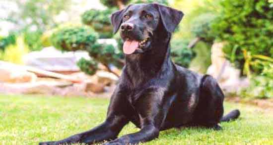 توت سیاه برای سگ ؛ خواص و مضرات دادن توت سیاه به سگ توت سیاه برای سگ ؛ خواص و مضرات دادن توت سیاه به سگ