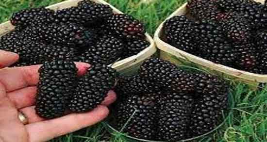 توت سیاه و رنگ مدفوع ؛ آیا خوردن توت سیاه باعث تغییر رنگ مدفوع می شود؟ توت سیاه و رنگ مدفوع ؛ آیا خوردن توت سیاه باعث تغییر رنگ مدفوع می شود؟