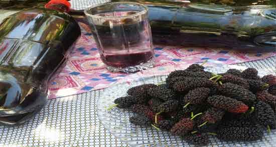 توت سیاه و قند خون ؛ مصرف توت سیاه چه تاثیری روی قند خون دارد توت سیاه و قند خون ؛ مصرف توت سیاه چه تاثیری روی قند خون دارد