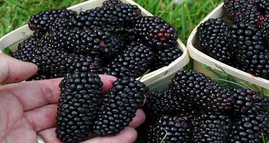 توت سیاه چه خواصی دارد ؛ خطر ابتلا به بیماری های قلبی و درمان کبد چرب با خوردن توت سیاه توت سیاه چه خواصی دارد ؛ خطر ابتلا به بیماری های قلبی و درمان کبد چرب با خوردن توت سیاه