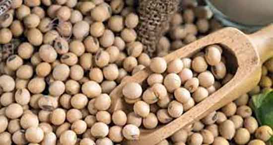 جوانه سویا برای چاقی ؛ ایا مصرف جوانه سویا برای چاقی صورت مفیده جوانه سویا برای چاقی ؛ ایا مصرف جوانه سویا برای چاقی صورت مفیده