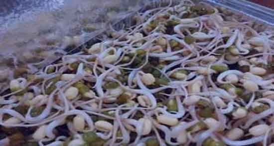 جوانه سویا برای چاقی ؛ خاصیت مصرف جوانه سویا برای چاقی بدن جوانه سویا برای چاقی ؛ خاصیت مصرف جوانه سویا برای چاقی بدن