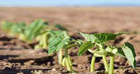 جوانه لوبیا برای طوطی ؛ از کی میتوان جوانه لوبیا تازه به پرندگان داد جوانه لوبیا برای طوطی ؛ از کی میتوان جوانه لوبیا تازه به پرندگان داد