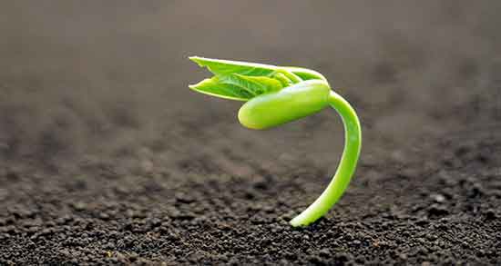 جوانه لوبیا برای عروس هلندی ؛ خواص جوانه ها برای عروس هلندی جوانه لوبیا برای عروس هلندی ؛ خواص جوانه ها برای عروس هلندی