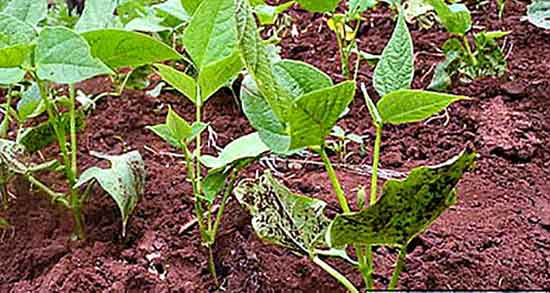 جوانه لوبیا در بارداری ؛ خواص جوانه لوبیا در دوران بارداری چیست جوانه لوبیا در بارداری ؛ خواص جوانه لوبیا در دوران بارداری چیست