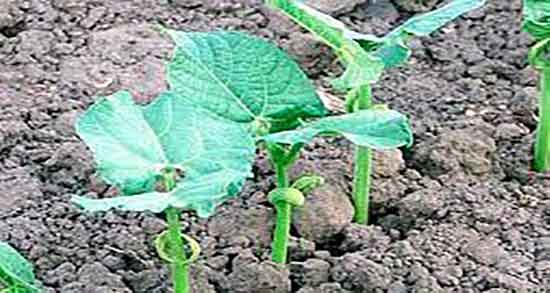 جوانه لوبیا در طب سنتی ؛ خواص جوانه نخود از نظر طب سنتی چیه جوانه لوبیا در طب سنتی ؛ خواص جوانه نخود از نظر طب سنتی چیه