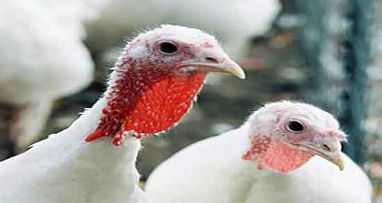 حساسیت به گوشت بوقلمون و آلرژی به گوشت بوقلمون در بارداری حساسیت به گوشت بوقلمون ؛ آلرژی به گوشت بوقلمون در بارداری