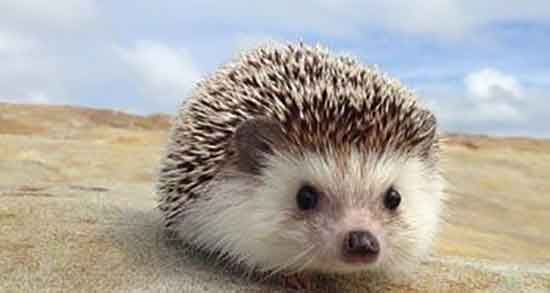 حکم خوردن گوشت جوجه تیغی و خوردن گوشت جوجه تیغی چه حکمی دارد حکم خوردن گوشت جوجه تیغی ؛ خوردن گوشت جوجه تیغی چه حکمی دارد