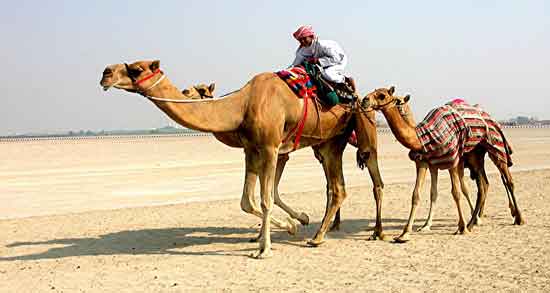 حکم شرعی ادرار شتر ؛ نوشیدن ادرار شتر در اسلام حلال است یا حرام؟ حکم شرعی ادرار شتر ؛ نوشیدن ادرار شتر در اسلام حلال است یا حرام؟