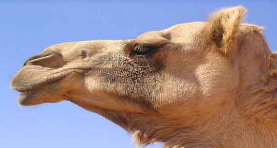 حکم شرعی نوشیدن ادرار شتر ؛ خوردن ادرار شتر در اسلام چه حکمی دارد؟ حکم شرعی نوشیدن ادرار شتر ؛ خوردن ادرار شتر در اسلام چه حکمی دارد؟