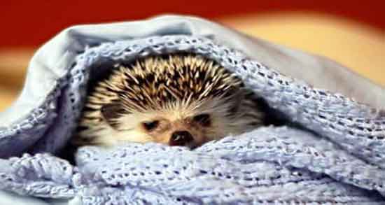 حکم گوشت جوجه تیغی خامنه ای و ایا گوشت جوجه تیغی حرام است حکم گوشت جوجه تیغی خامنه ای ؛ ایا گوشت جوجه تیغی حرام است