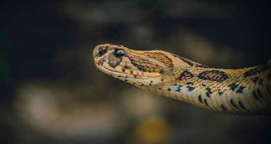 حکم گوشت مار و خوردن گوشت مار حلال است یا حرام حکم گوشت مار ؛ خوردن گوشت مار حلال است یا حرام