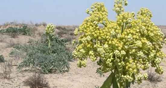 خاصیت آنغوزه در طب سنتی و فواید مصرف انغوزه از نظر طب سنتی خاصیت آنغوزه در طب سنتی ؛ فواید مصرف انغوزه از نظر طب سنتی