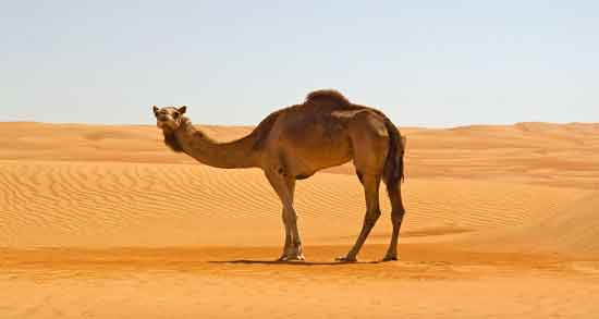 خاصیت ادرار شتر ؛ آشنایی با خواص و اثرات درمانی ادرار شتر خاصیت ادرار شتر ؛ آشنایی با خواص و اثرات درمانی ادرار شتر