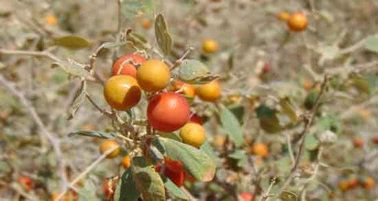 خاصیت کنار کوهی و درمان بیماری ها با خوردن کنار کوهی خاصیت کنار کوهی ؛ درمان بیماری ها با خوردن کنار کوهی