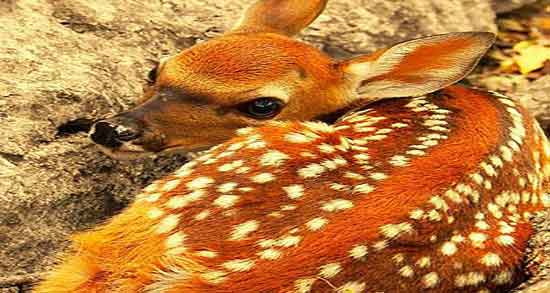 خاصیت گوشت آهو و فواید گوشت اهو برای تقویت اعصاب و روان خاصیت گوشت آهو ؛ فواید گوشت اهو برای تقویت اعصاب و روان