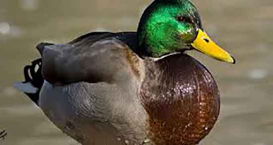 خاصیت گوشت اردک اسرائیلی و فواید مصرف گوشت اردک اسرائیلی خاصیت گوشت اردک اسرائیلی ؛ فواید مصرف گوشت اردک اسرائیلی