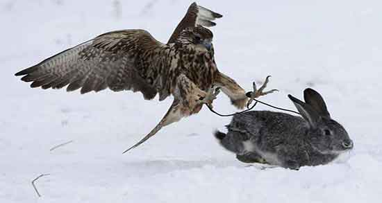 خاصیت گوشت خرگوش صحرایی و خاصیت خوردن گوشت خرگوش صحرایی خاصیت گوشت خرگوش صحرایی ؛ خاصیت خوردن گوشت خرگوش صحرایی