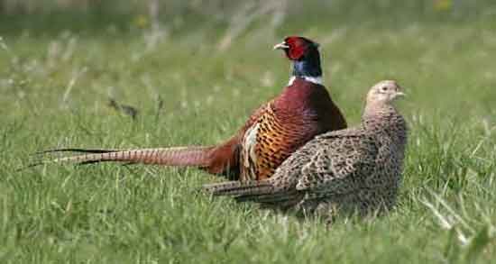 خاصیت گوشت قرقاول و پروتئین بالا و کالری پایین گوشت قرقاول مفید برای سلامتی خاصیت گوشت قرقاول ؛ پروتئین بالا و کالری پایین گوشت قرقاول مفید برای سلامتی